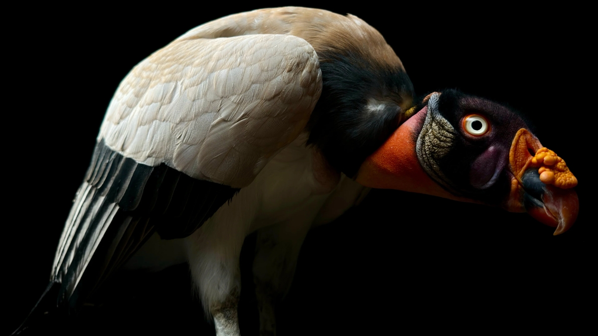 Ảnh chụp từ camera iPhone 16 Pro series